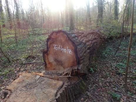 Gefällte Hybrid-Pappel